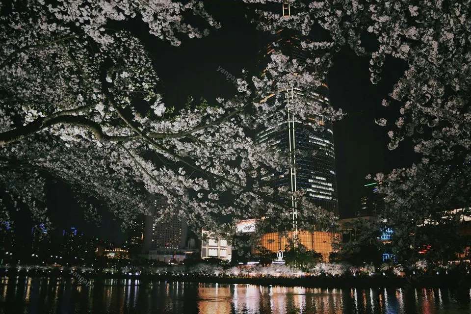 도심 공원 벚꽃 명소